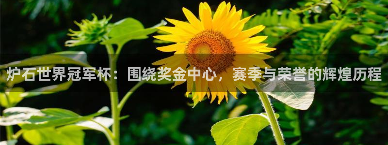 世界杯2026赛程时间表格：炉石世界冠军杯：围绕奖金中心，赛季与荣誉的辉煌历程